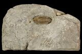 Mississippian Trilobite (Ameropiltonia) - Missouri #78002-1
